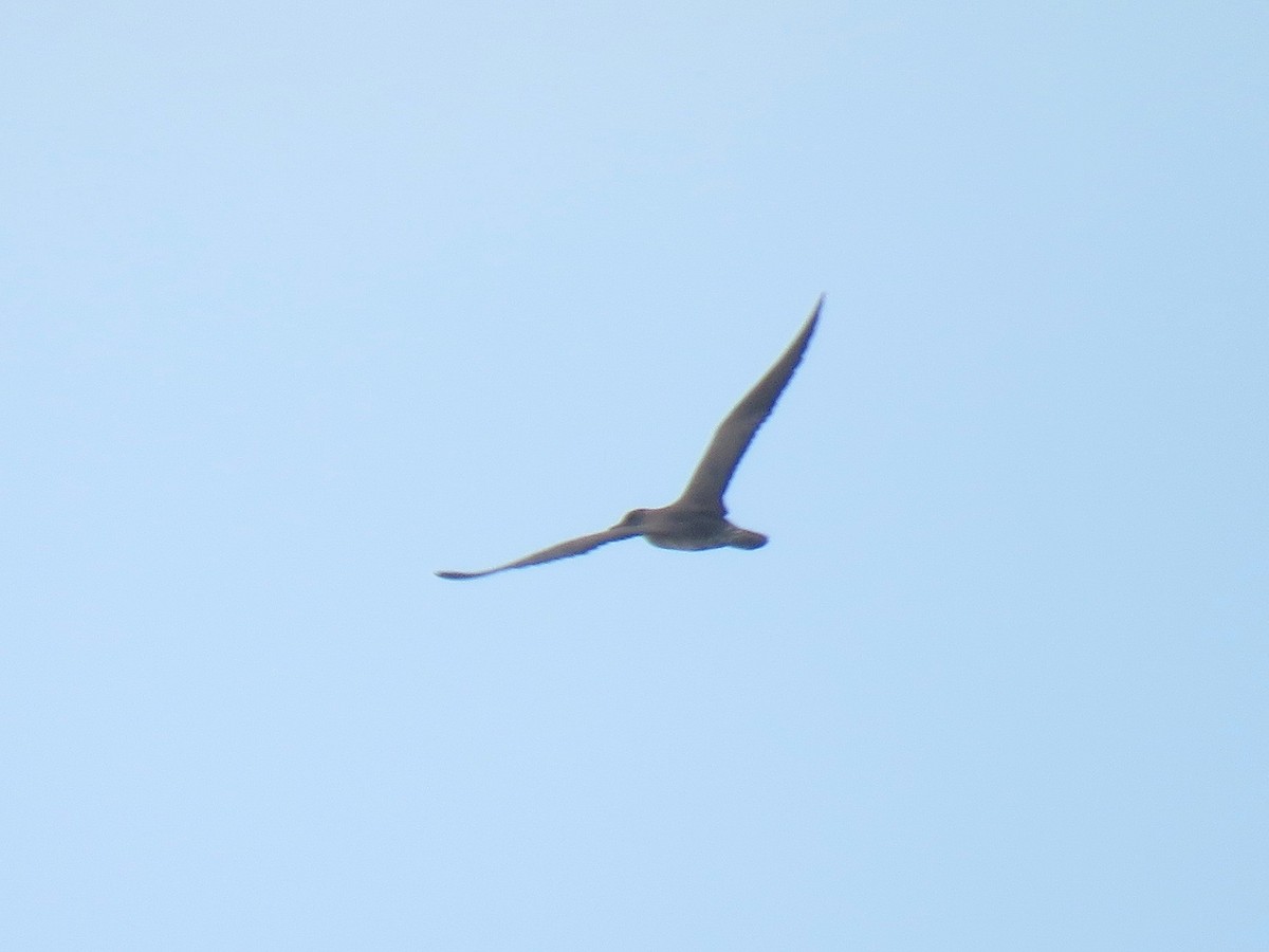 Long-tailed Jaeger - ML249306831