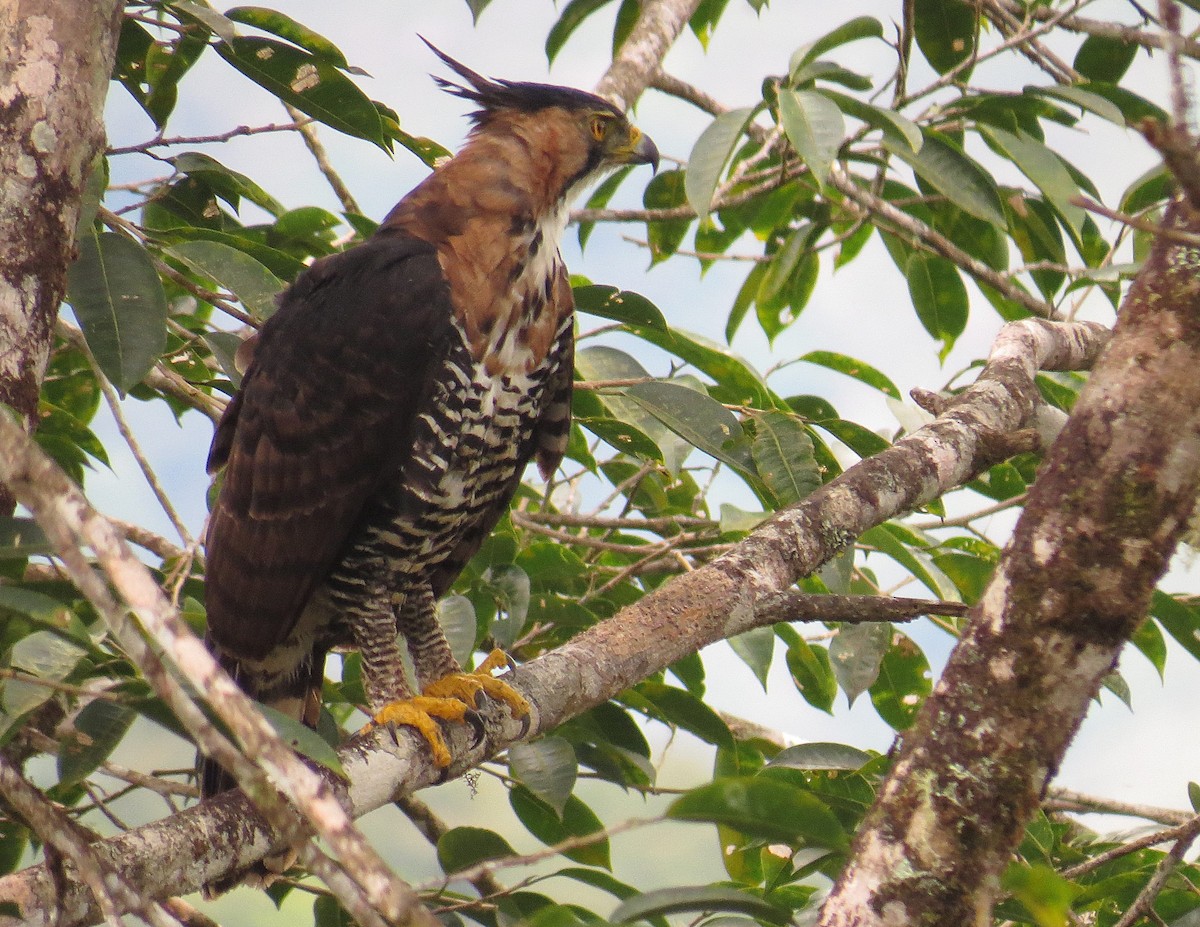 Ornate Hawk-Eagle - Arnulfo Sanchez  ( Neblina Birds Colombia  )