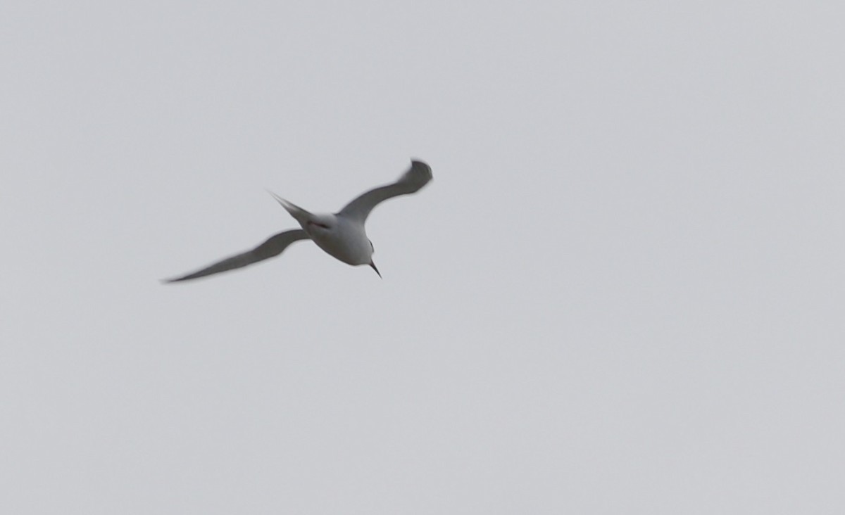 Arctic Tern - George Forsyth