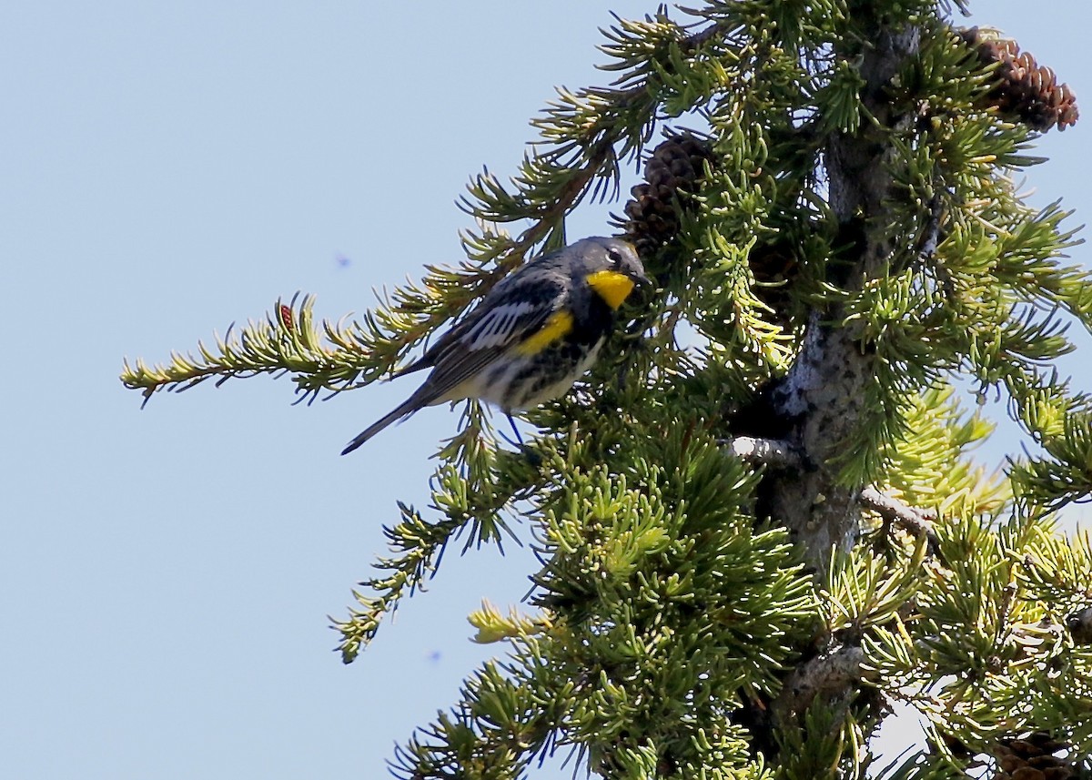 Yellow-rumped Warbler (Audubon's) - ML249311181