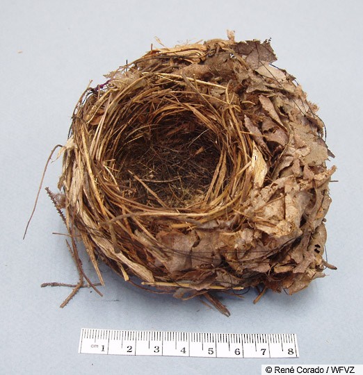 Black-and-white Warbler Black-and-White Warbler nest.