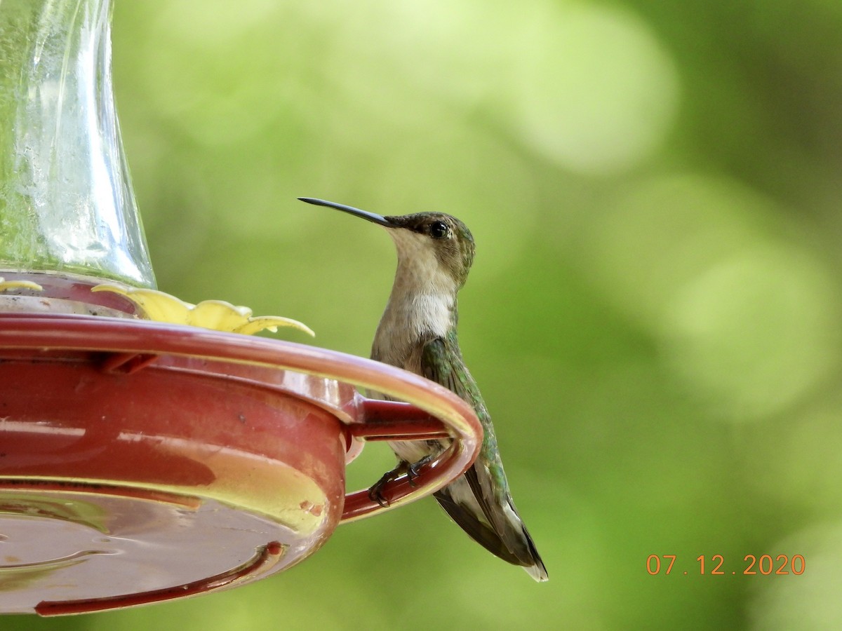 Ruby-throated Hummingbird - ML249314231