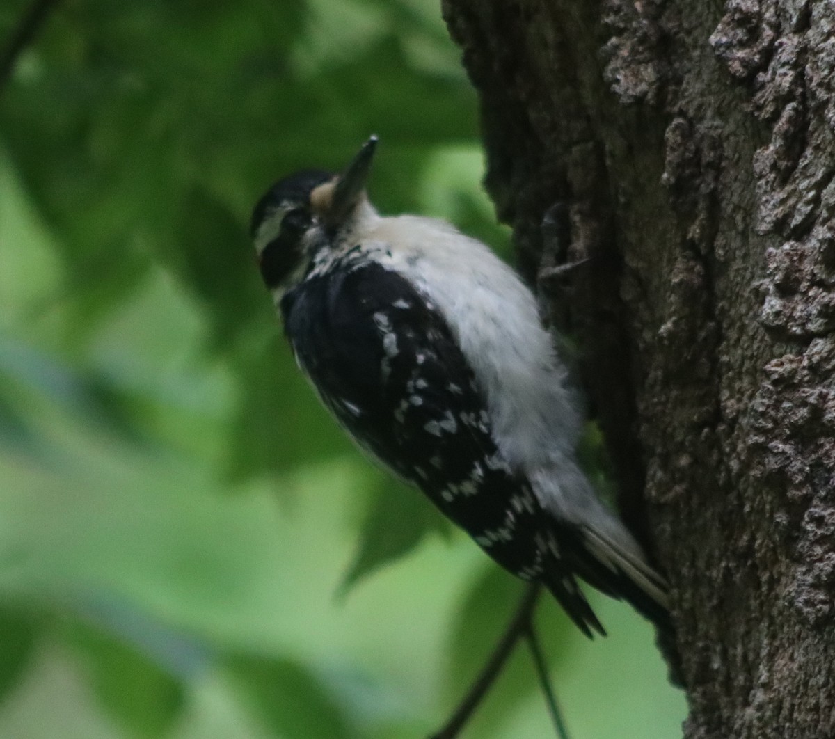 Hairy Woodpecker (Eastern) - ML249315031