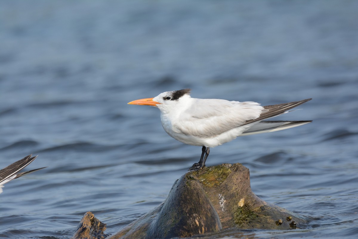 Royal Tern - Miguel Aguilar @birdnomad