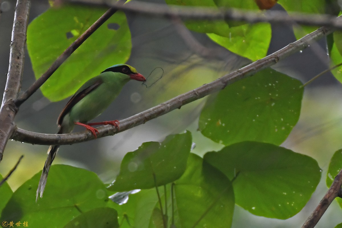 Common Green-Magpie - Shigui Huang
