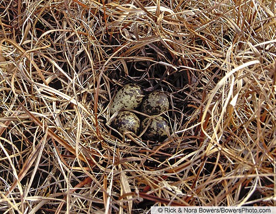 Red Phalarope nest and eggs, Alaska - Red Phalarope - 