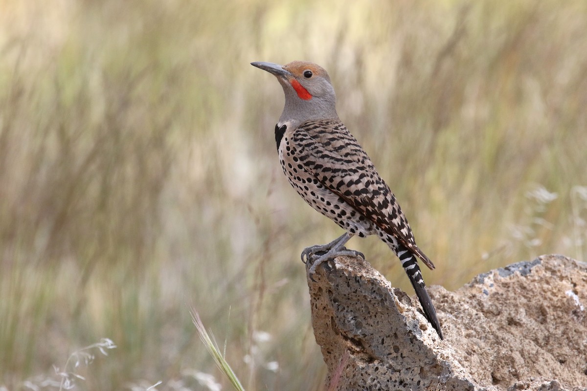 Northern Flicker (Red-shafted) - ML249318711