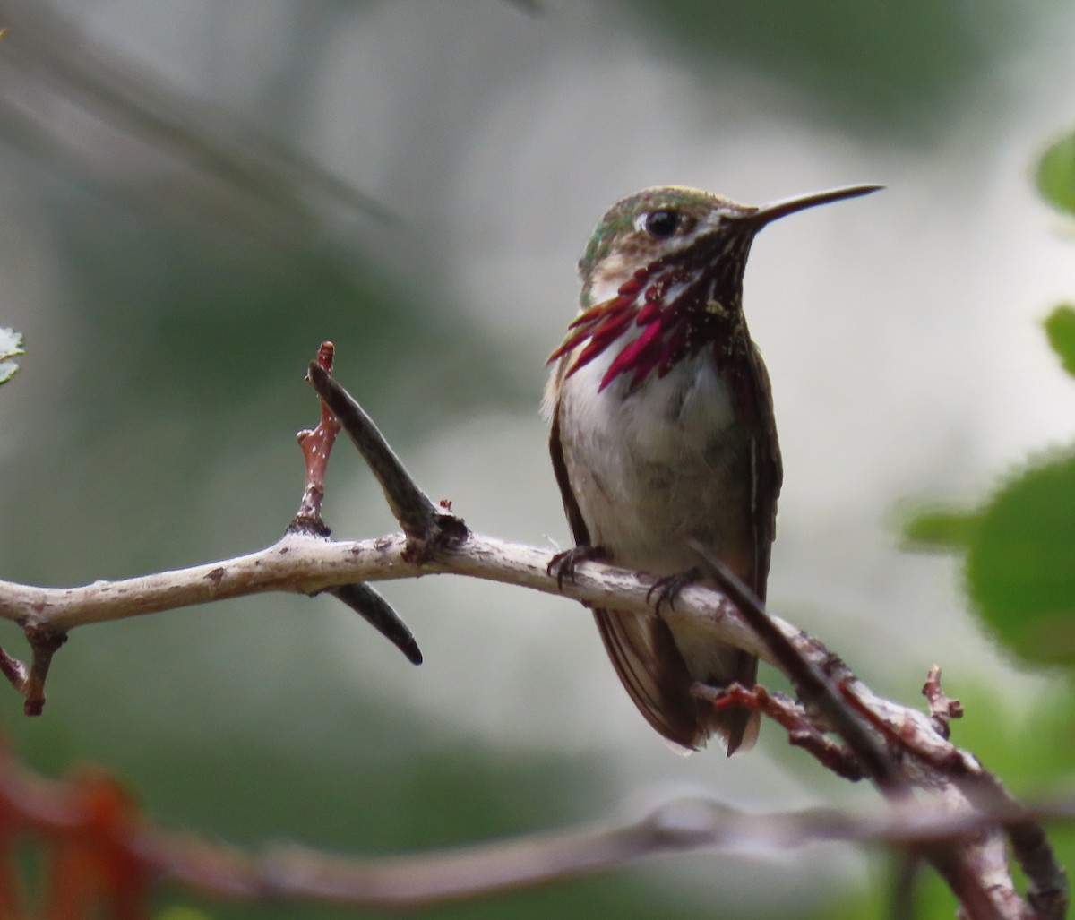 Calliope Hummingbird - ML249319611