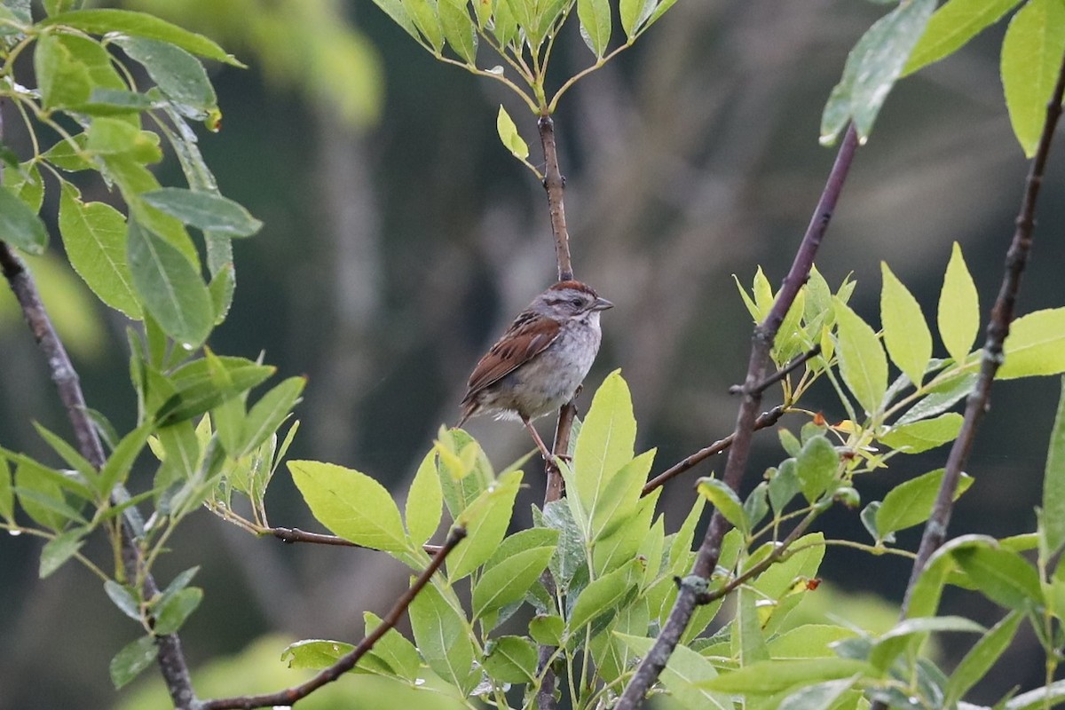 Swamp Sparrow - ML249322681