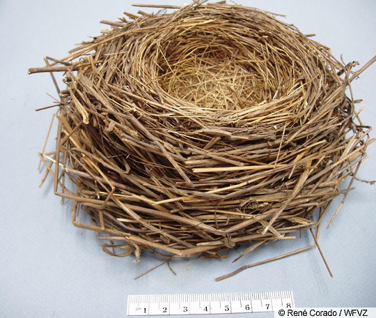 Breeding Song Sparrow Melospiza Melodia Birds Of The World