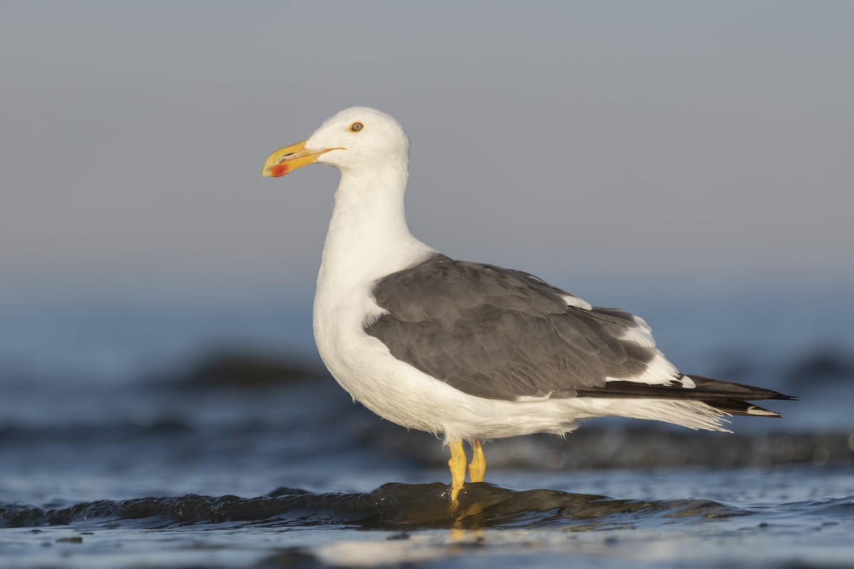 Yellow-footed Gull - ML249326881