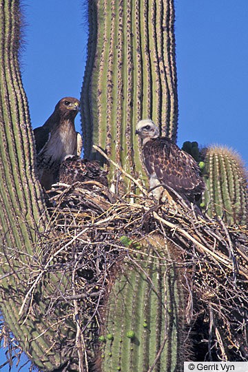 Red-tailed Hawk Red-tailed Hawk nest in saguaro cactus, central Arizona, April 1996.