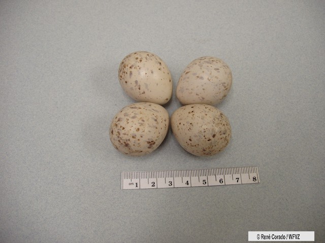 woodcock bird eggs