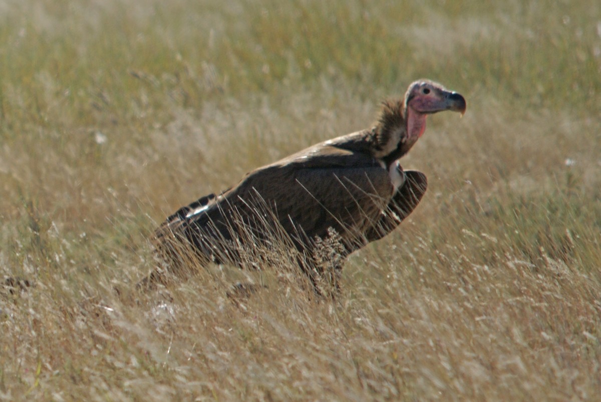 Lappet-faced Vulture - Peter & Shelly Watts