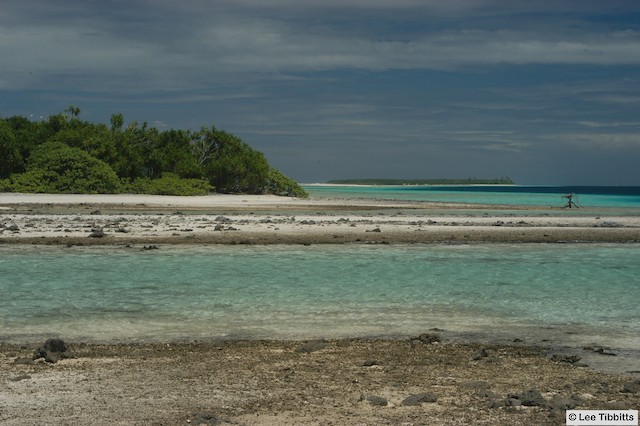 Winter habitat of Bristle-thighed Curlew; French Polynesia, March. - Bristle-thighed Curlew - 