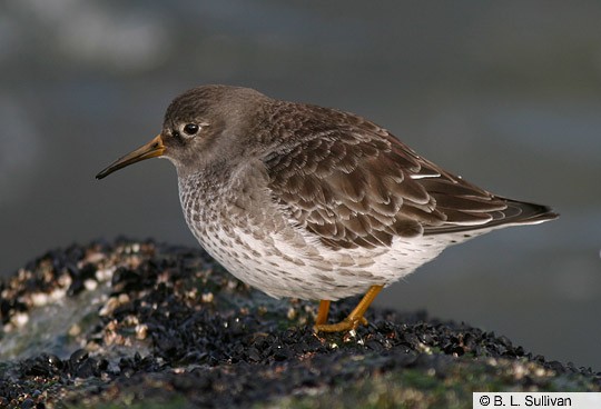 purple sandpiper breeding