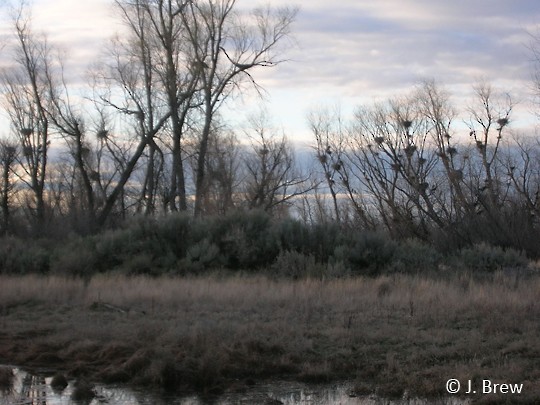 Black-crowned Night-Heron nest colony, Potholes, WA, 1 April. - Black-crowned Night Heron - 