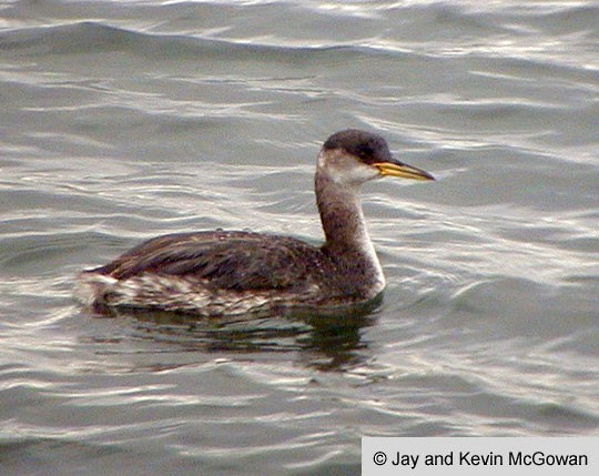 Adult Red-necked Grebe, nonbreeding plumage; NY State, November. - Red-necked Grebe - 
