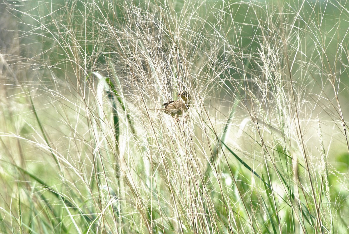 Grasshopper Sparrow - James Jarosz