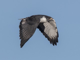  - Augur Buzzard (Augur)