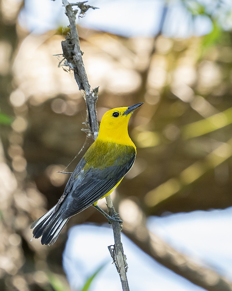 Prothonotary Warbler - ML249336791