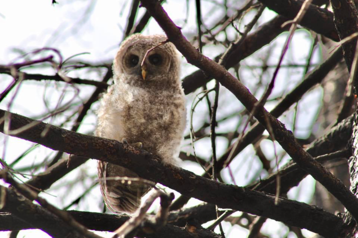 Barred Owl - Fort Macleod Bird Records