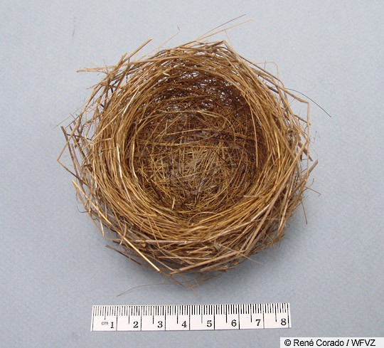 field sparrow eggs