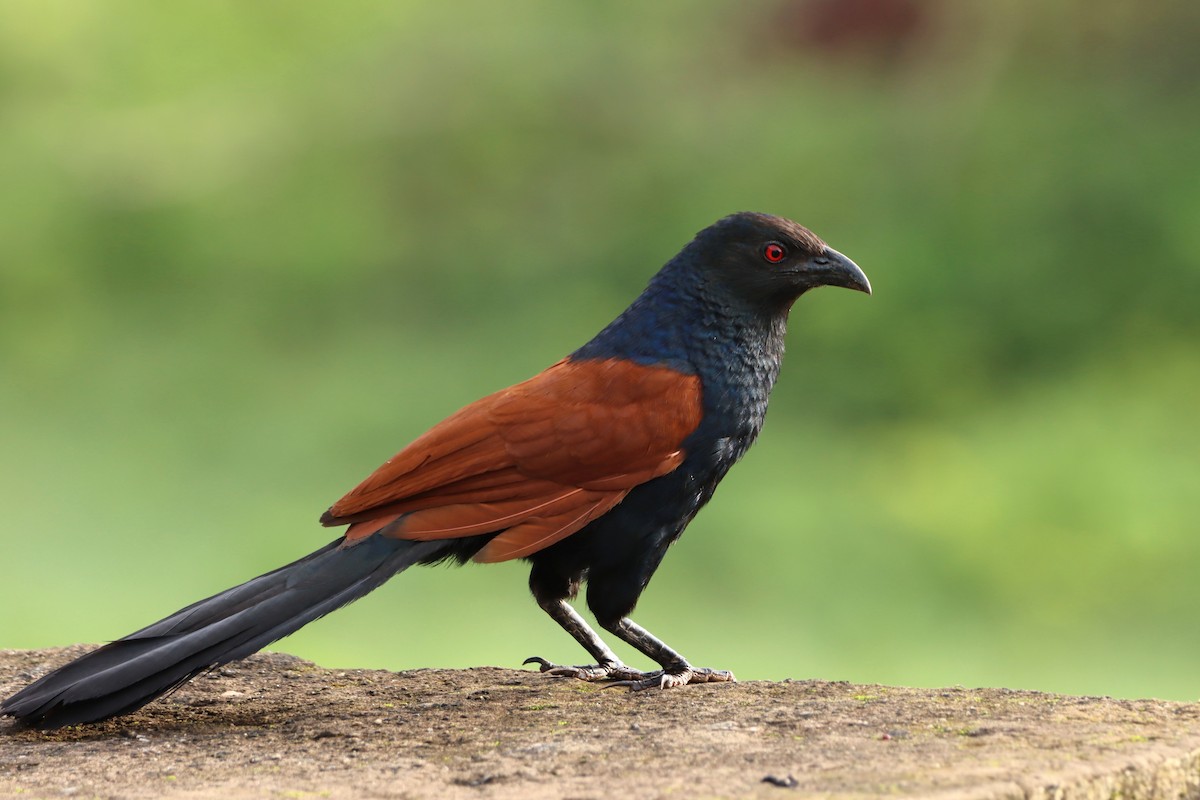 Greater Coucal - ML249340621