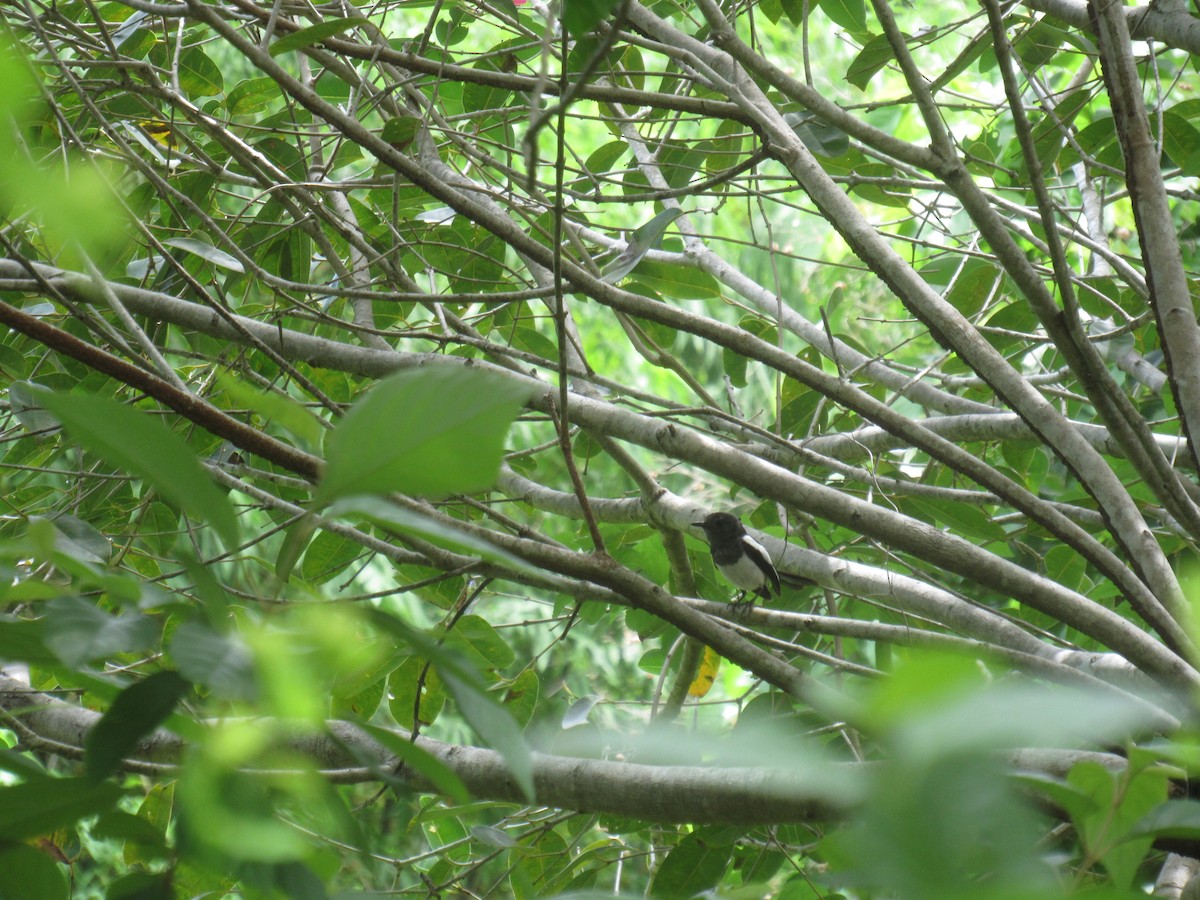 Philippine Magpie-Robin - ML249341491