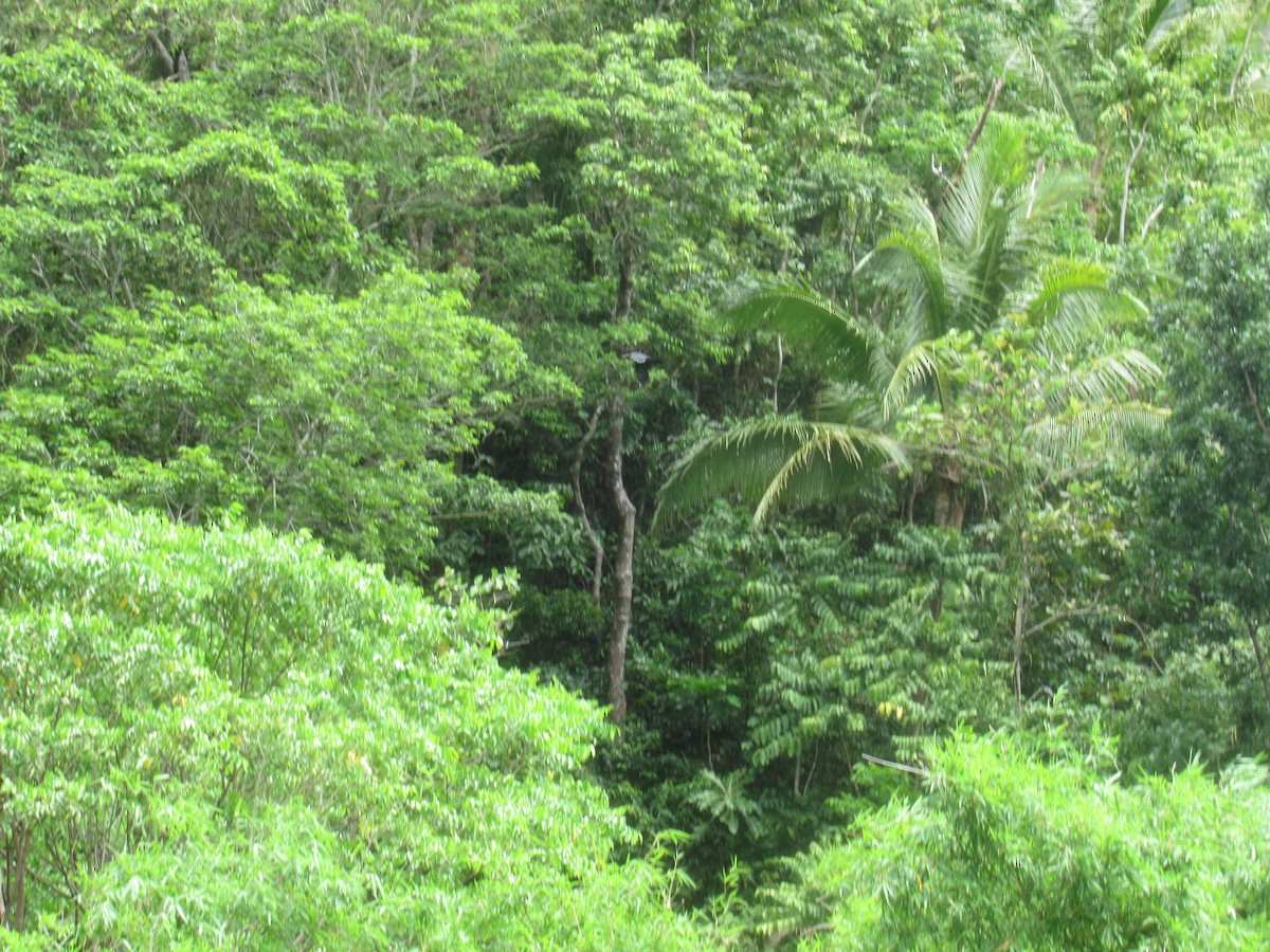Dschungelkrähe - ML249341621