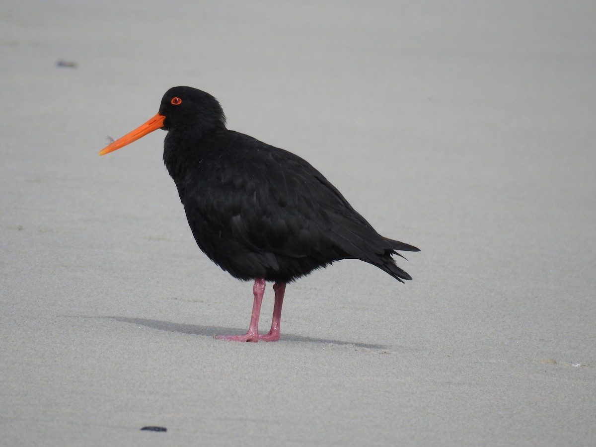 Variable Oystercatcher - Tim Tucey