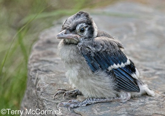 Plumages, Molts, and Structure - Blue Jay - Cyanocitta cristata - Birds of  the World
