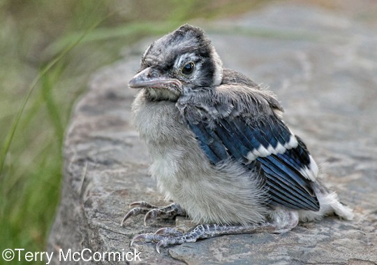 Cute Adorable - This #BlueJay Still Has Half Of Its Baby Feathers