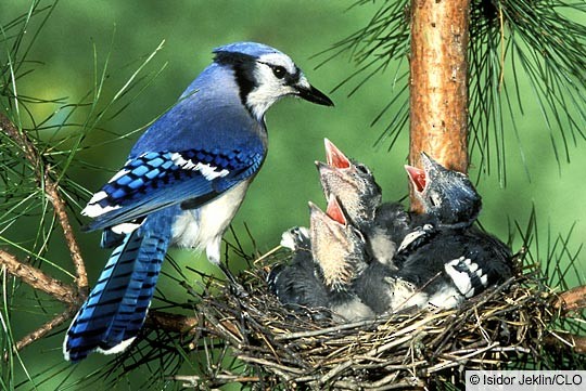 Breeding Blue Jay Cyanocitta Cristata Birds Of The World