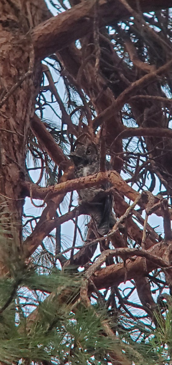 Great Horned Owl - ML249345871