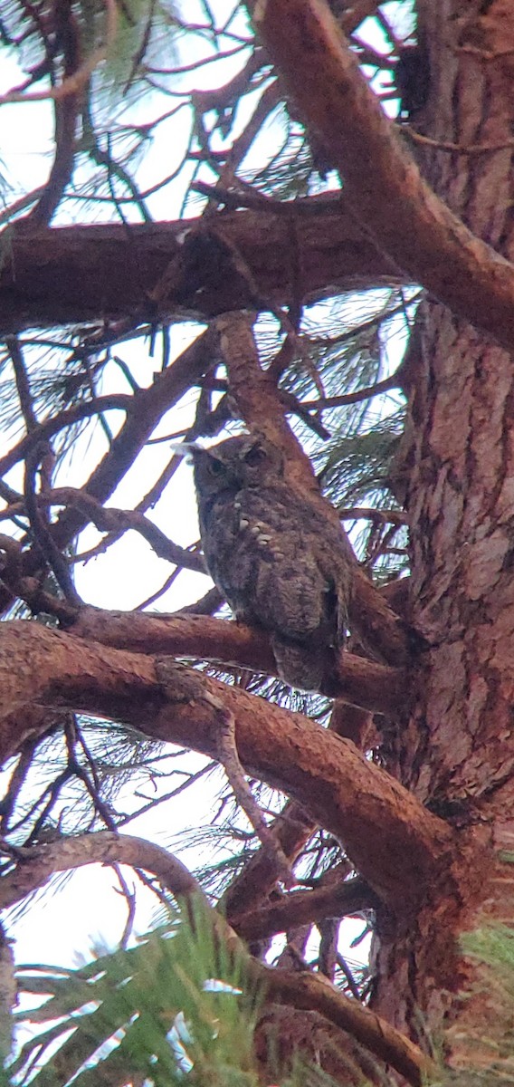 Great Horned Owl - ML249345881