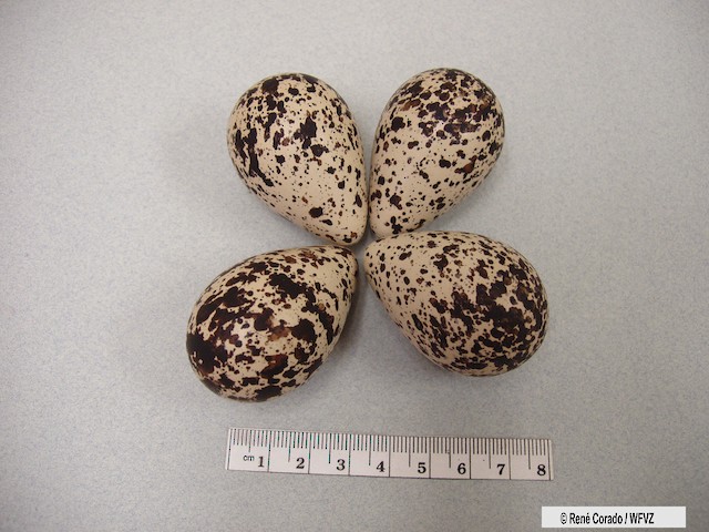 American Golden Plover eggs. - American Golden-Plover - 