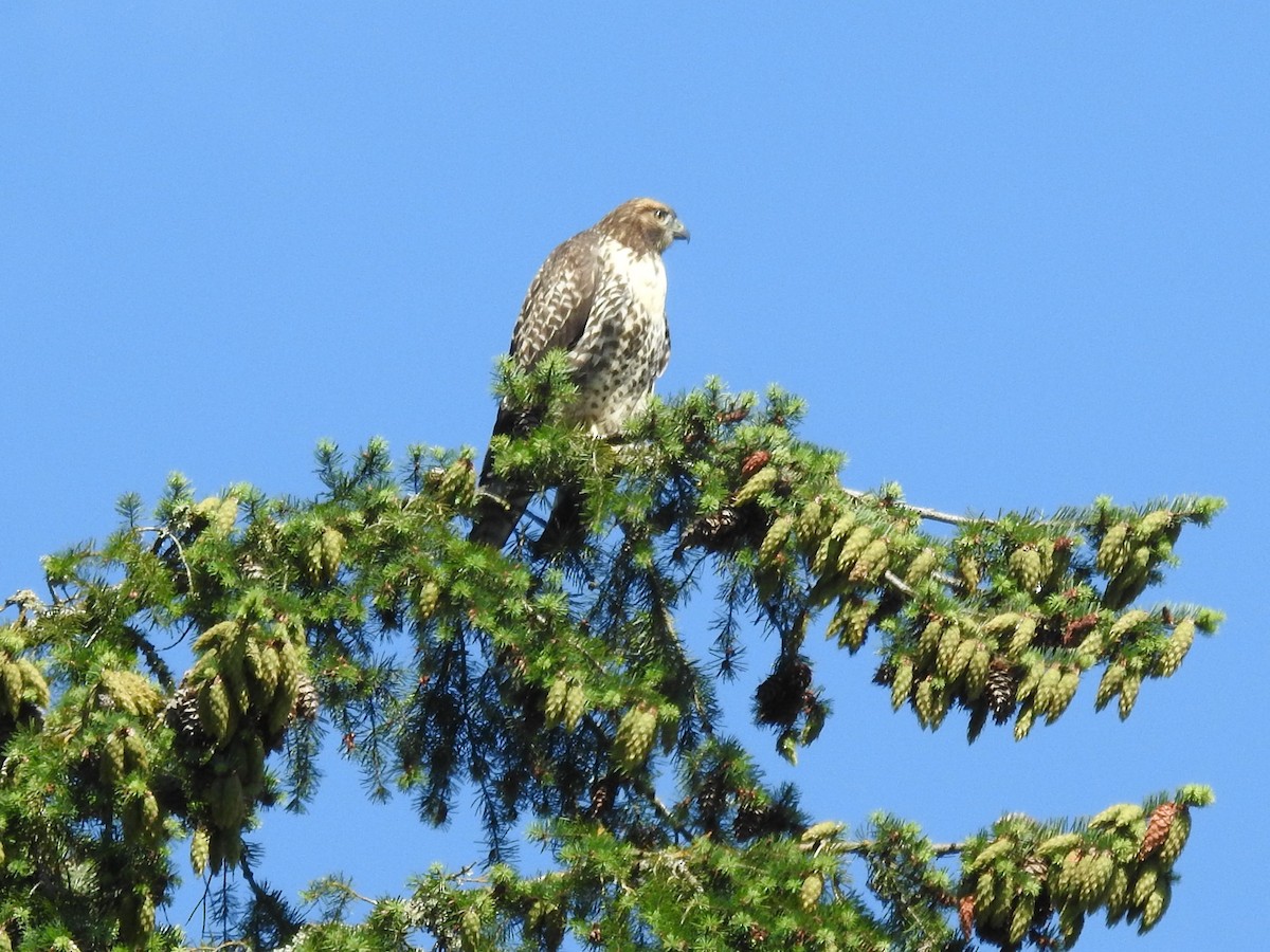 Red-tailed Hawk - ML249349411