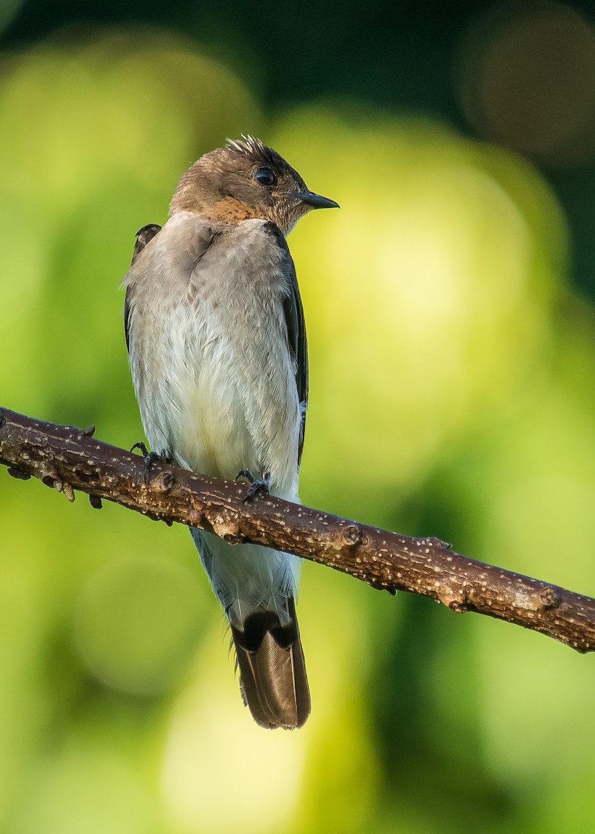 Southern Rough-winged Swallow - David Monroy Rengifo