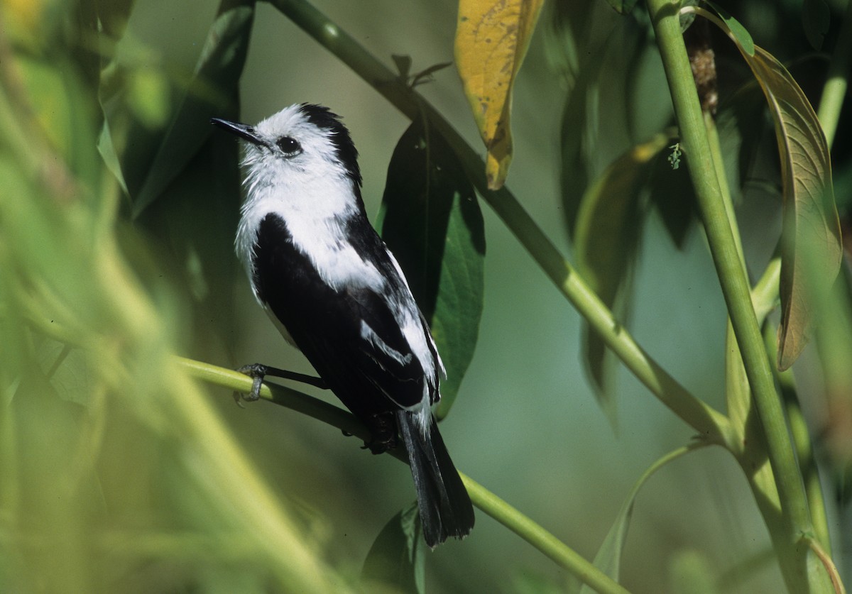 Pied Water-Tyrant - Bruce Robinson