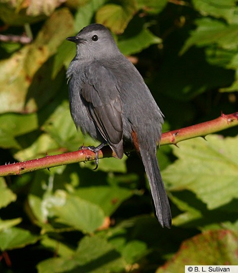 juvenile catbird