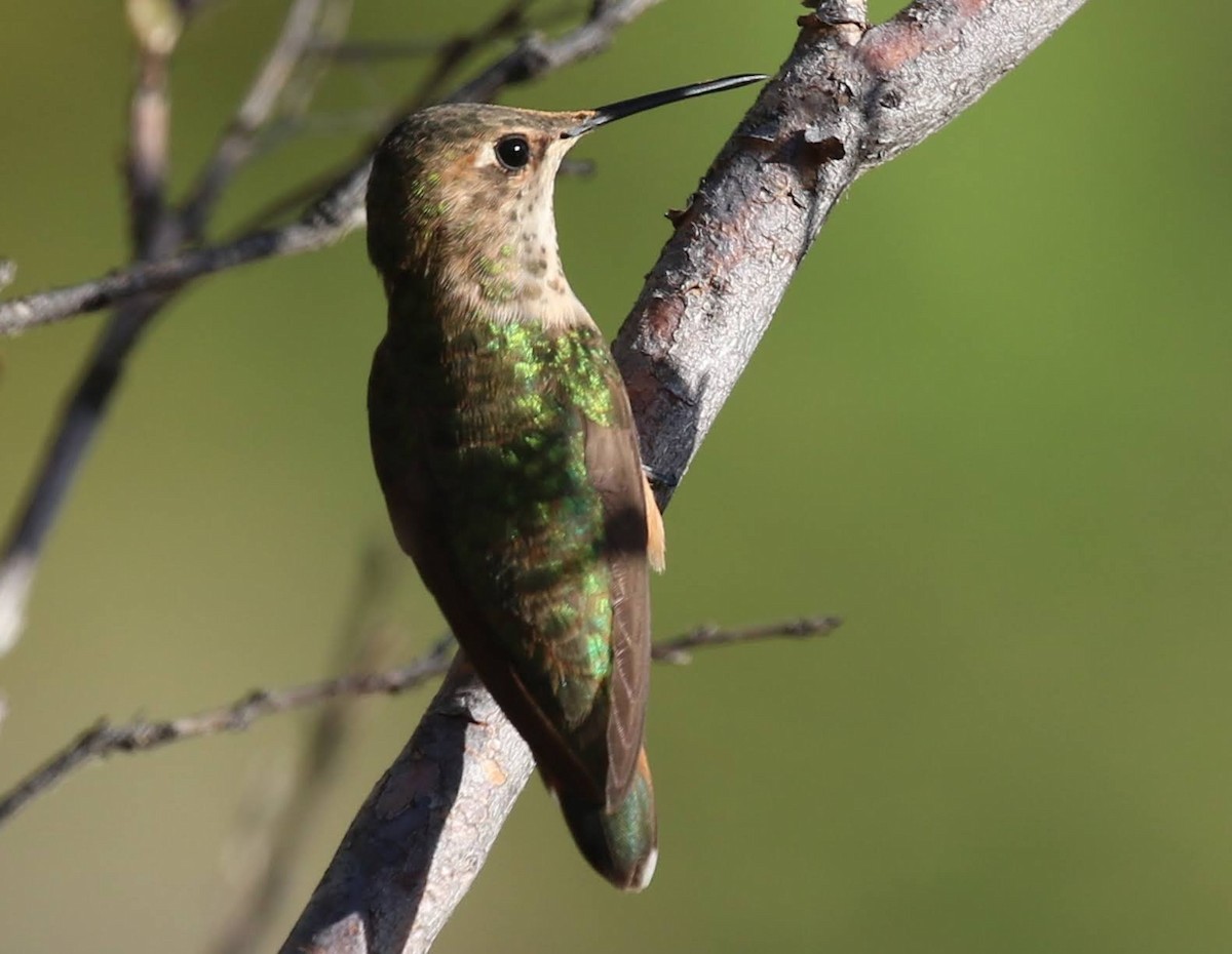 Rufous Hummingbird - ML249356551