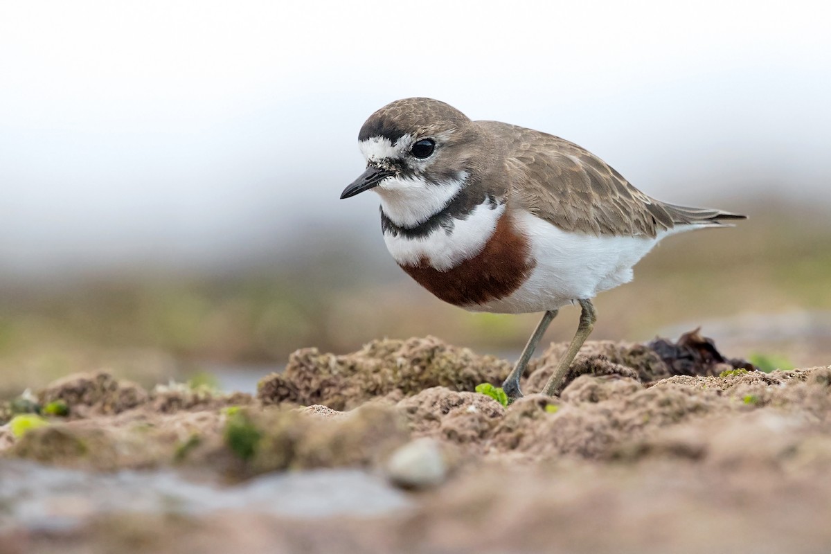 Double-banded Plover - ML249357231