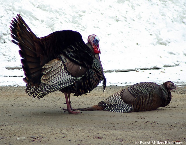 Behavior Wild Turkey Meleagris Gallopavo Birds Of The World