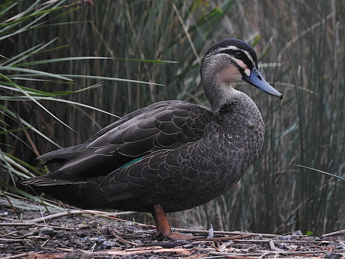 Pacific Black Duck - George Vaughan
