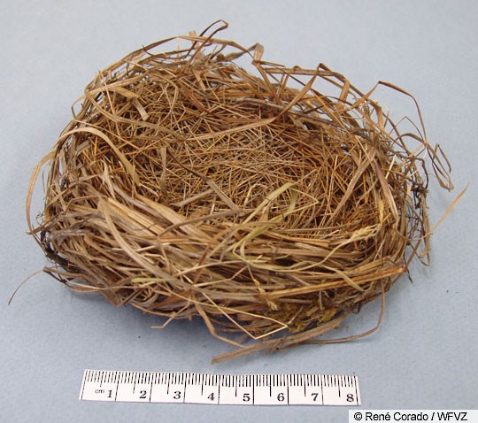 bobolink nest