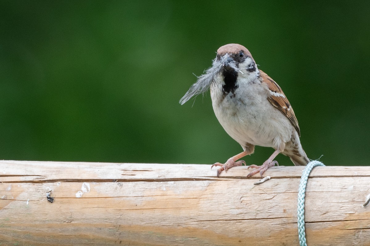 Eurasian Tree Sparrow - ML249362521