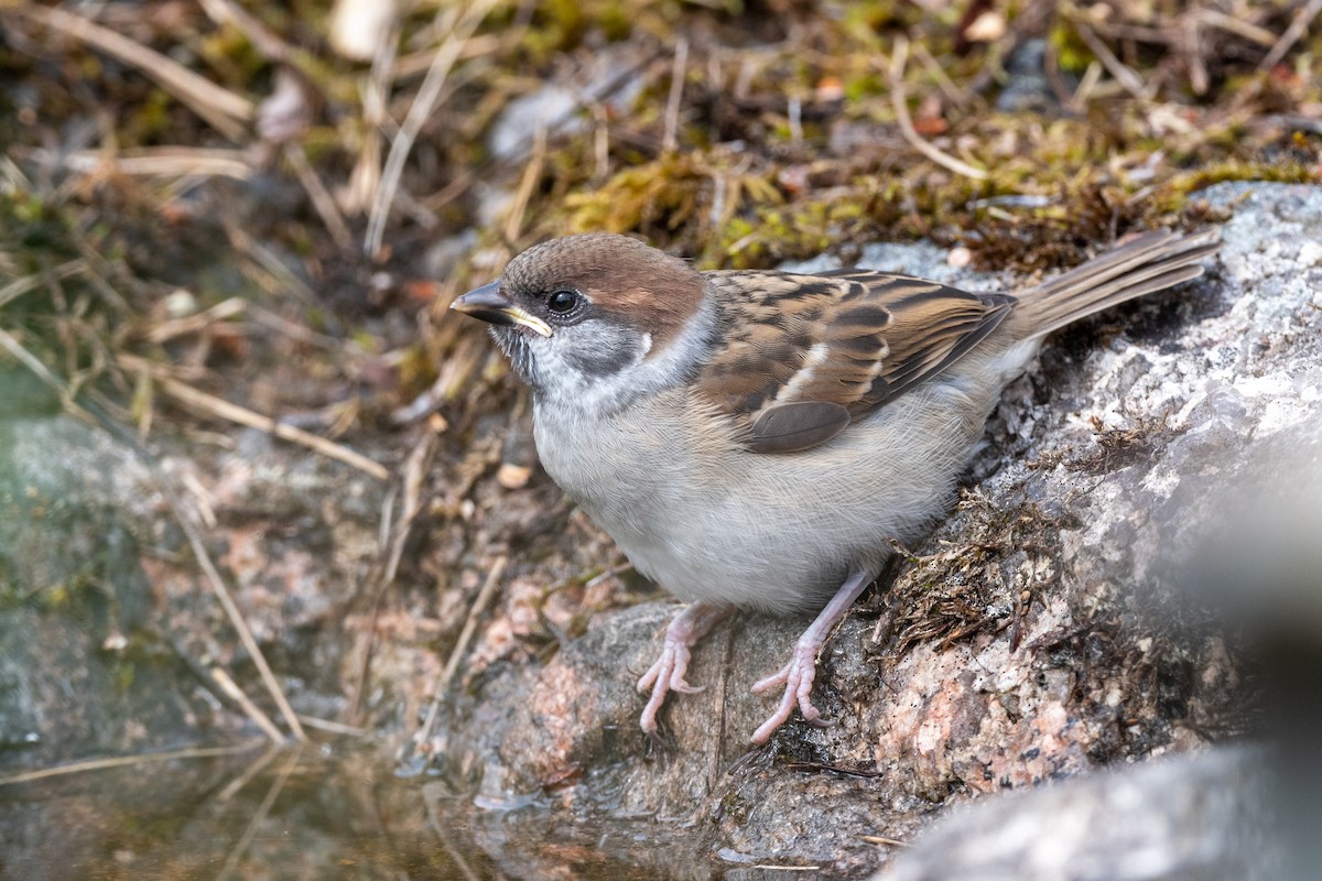 Eurasian Tree Sparrow - Hans Norelius