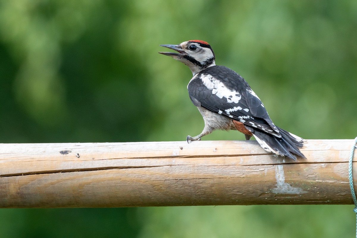 Great Spotted Woodpecker - ML249362551