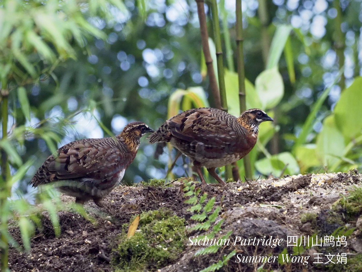 Sichuan Partridge - Summer Wong